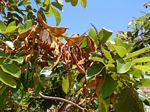 Lonchocarpus sericeus