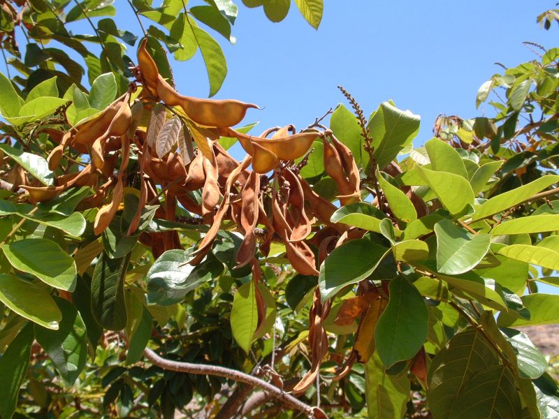 Lonchocarpus sericeus