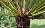 Cycas thouarsii