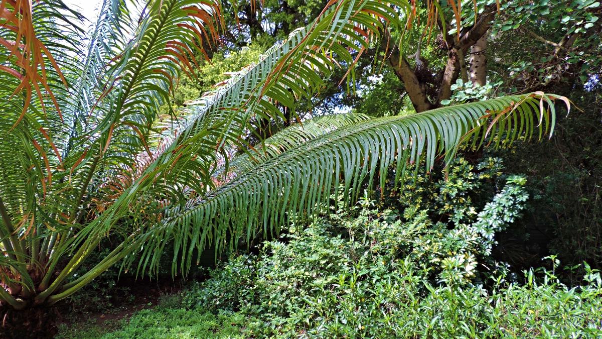 Cycas thouarsii