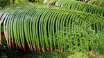 Cycas thouarsii
