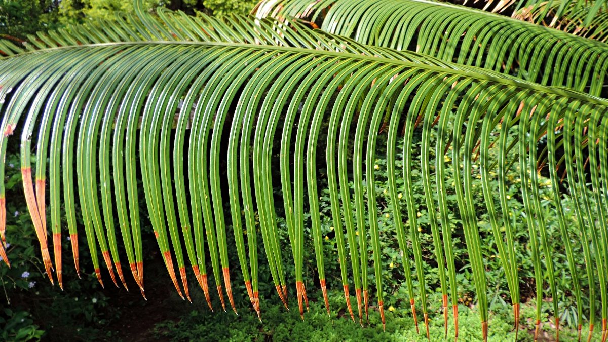 Cycas thouarsii