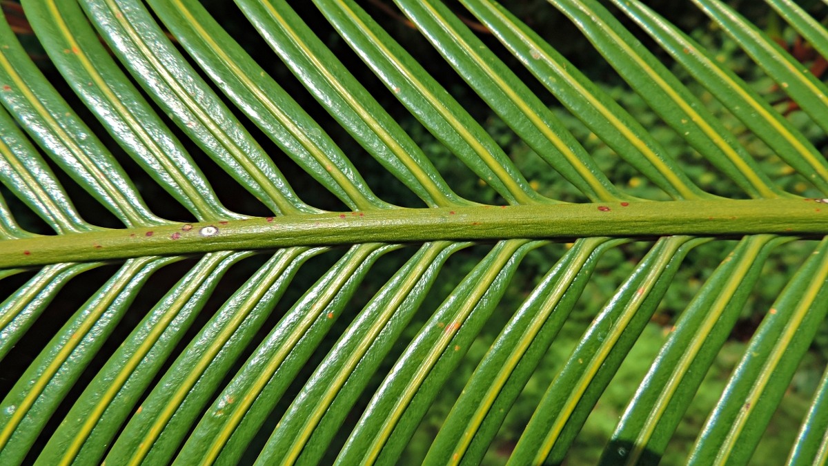 Cycas thouarsii