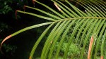 Cycas thouarsii
