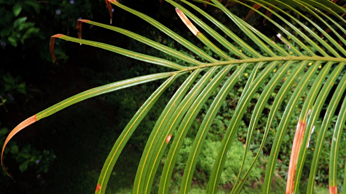 Cycas thouarsii