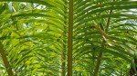 Cycas thouarsii