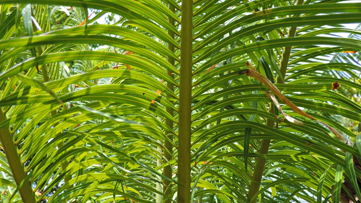 Cycas thouarsii