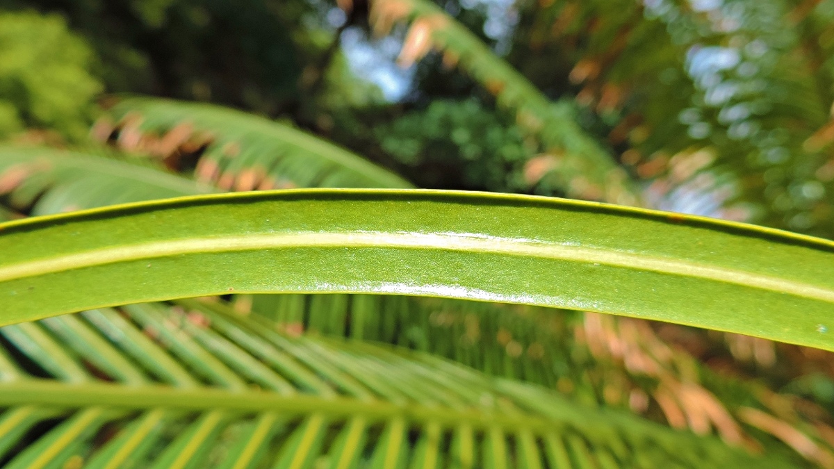 Cycas thouarsii