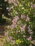 Portulacaria afra