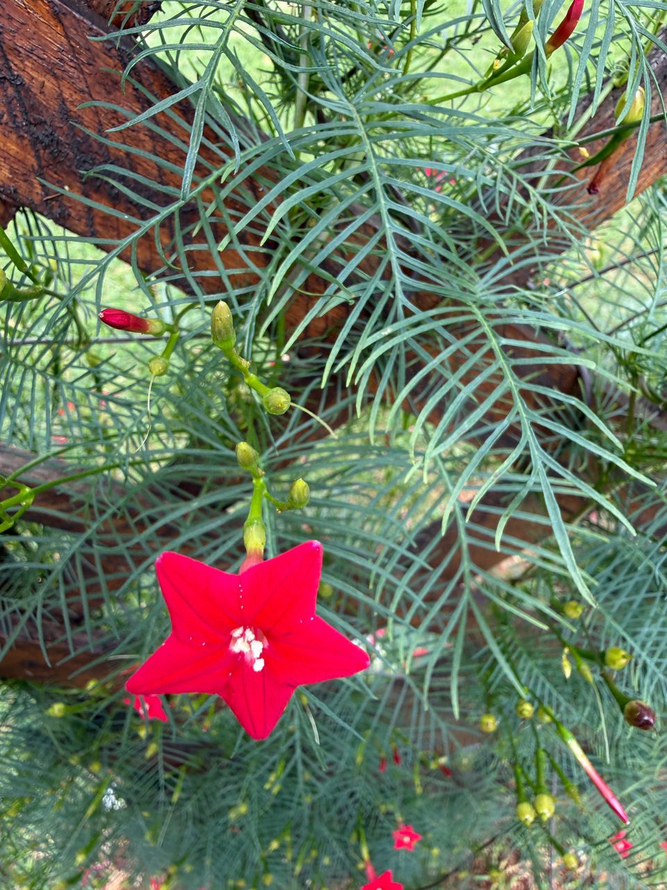Ipomoea quamoclit