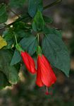 Malvaviscus penduliflorus