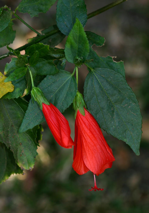 Malvaviscus penduliflorus