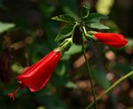 Malvaviscus penduliflorus