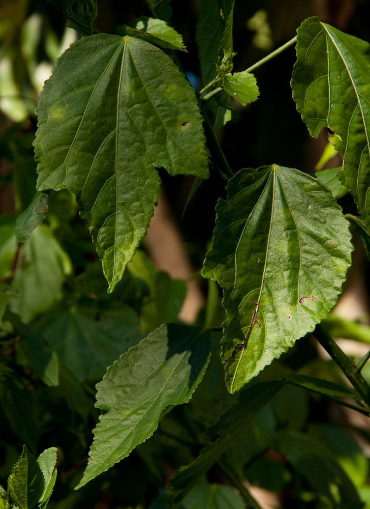 Malvaviscus penduliflorus