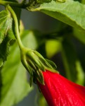 Malvaviscus penduliflorus