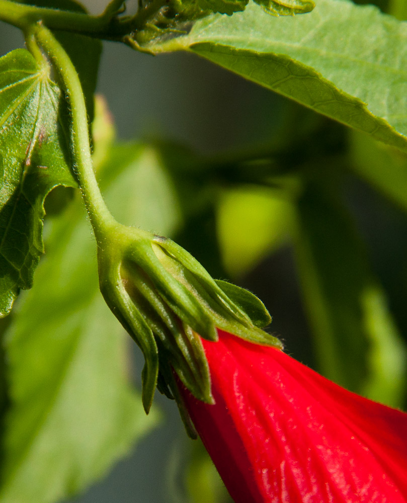Malvaviscus penduliflorus