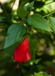 Malvaviscus penduliflorus