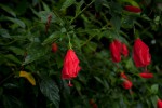 Malvaviscus penduliflorus