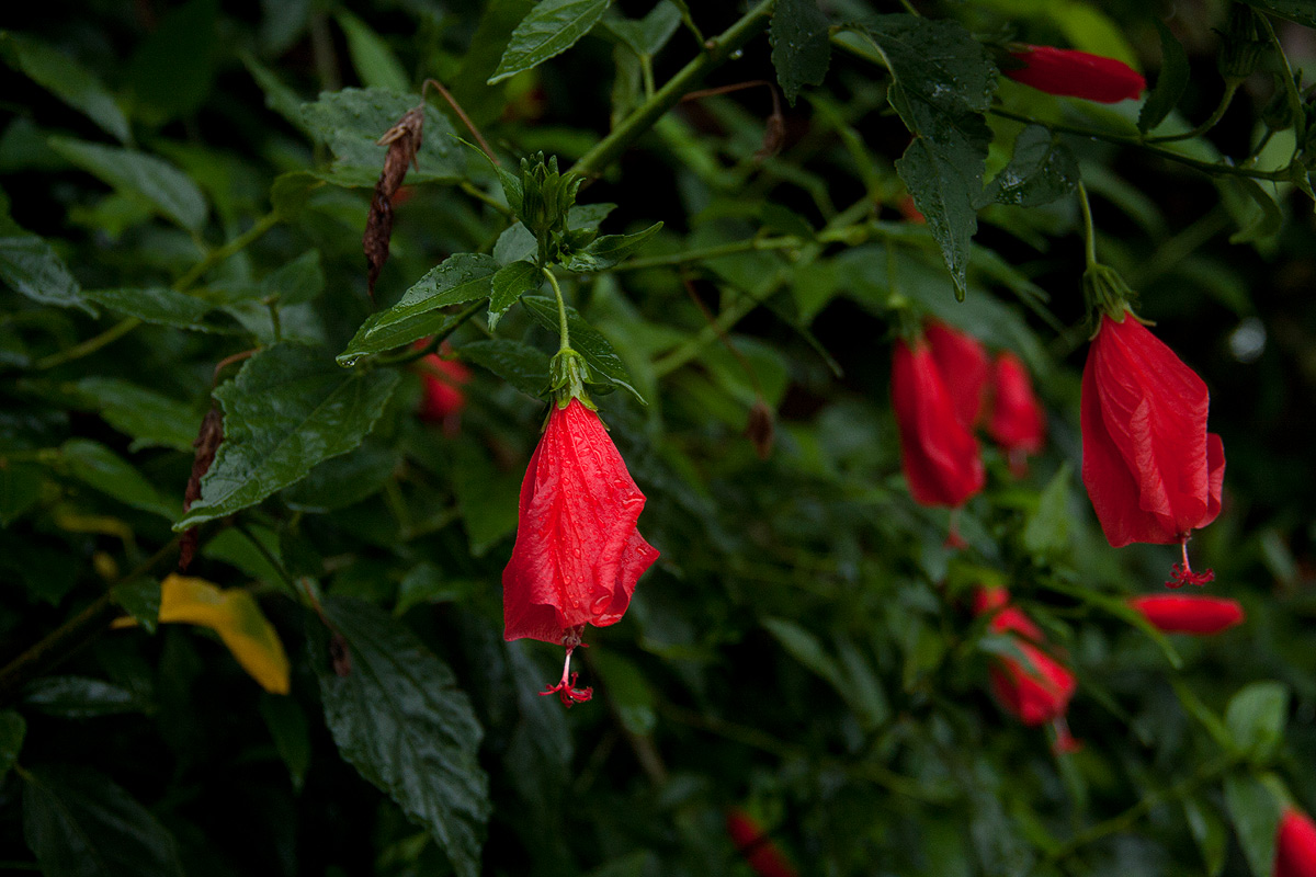 Malvaviscus penduliflorus