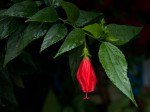 Malvaviscus penduliflorus