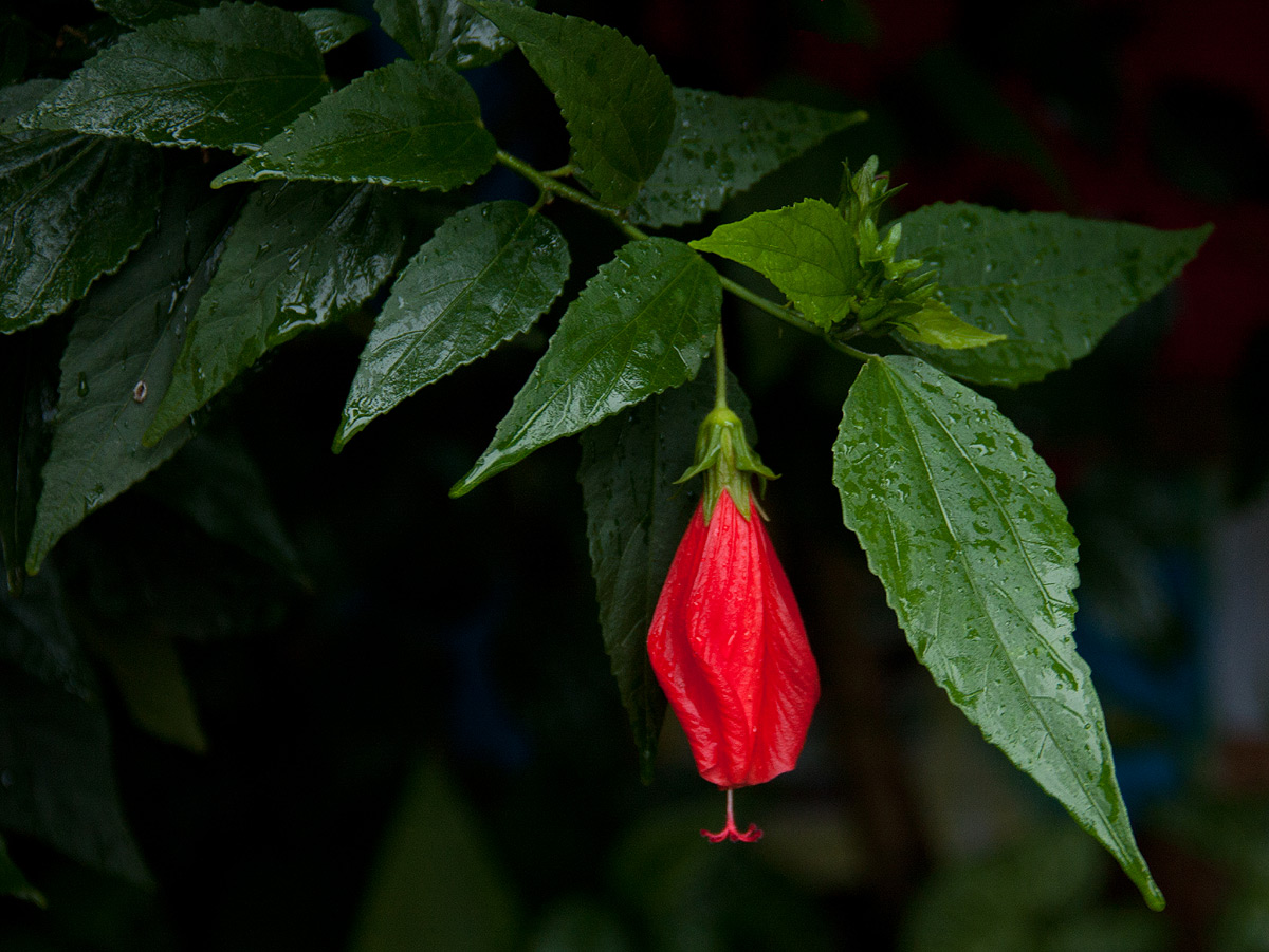Malvaviscus penduliflorus