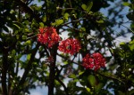 Hibiscus schizopetalus