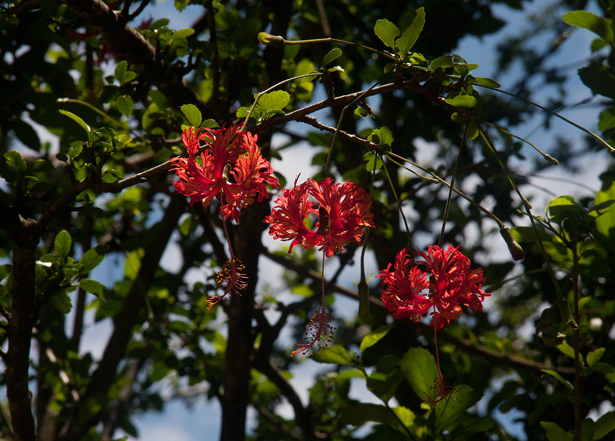Hibiscus schizopetalus