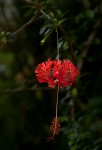 Hibiscus schizopetalus