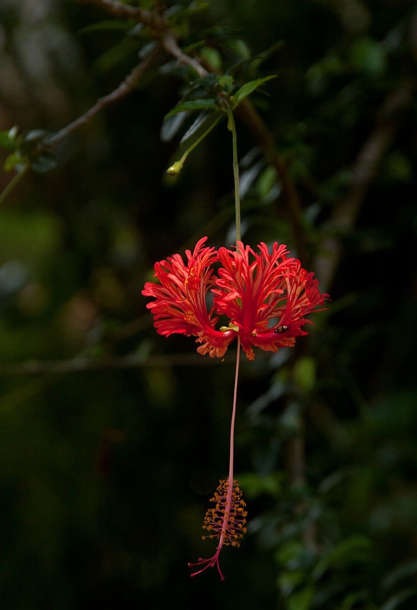 Hibiscus schizopetalus
