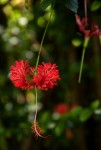 Hibiscus schizopetalus