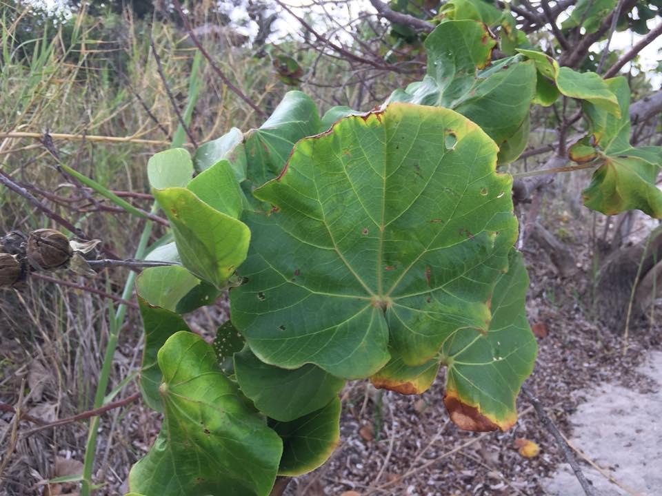 Hibiscus tiliaceus