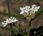 Asclepias cucullata subsp. scabrifolia