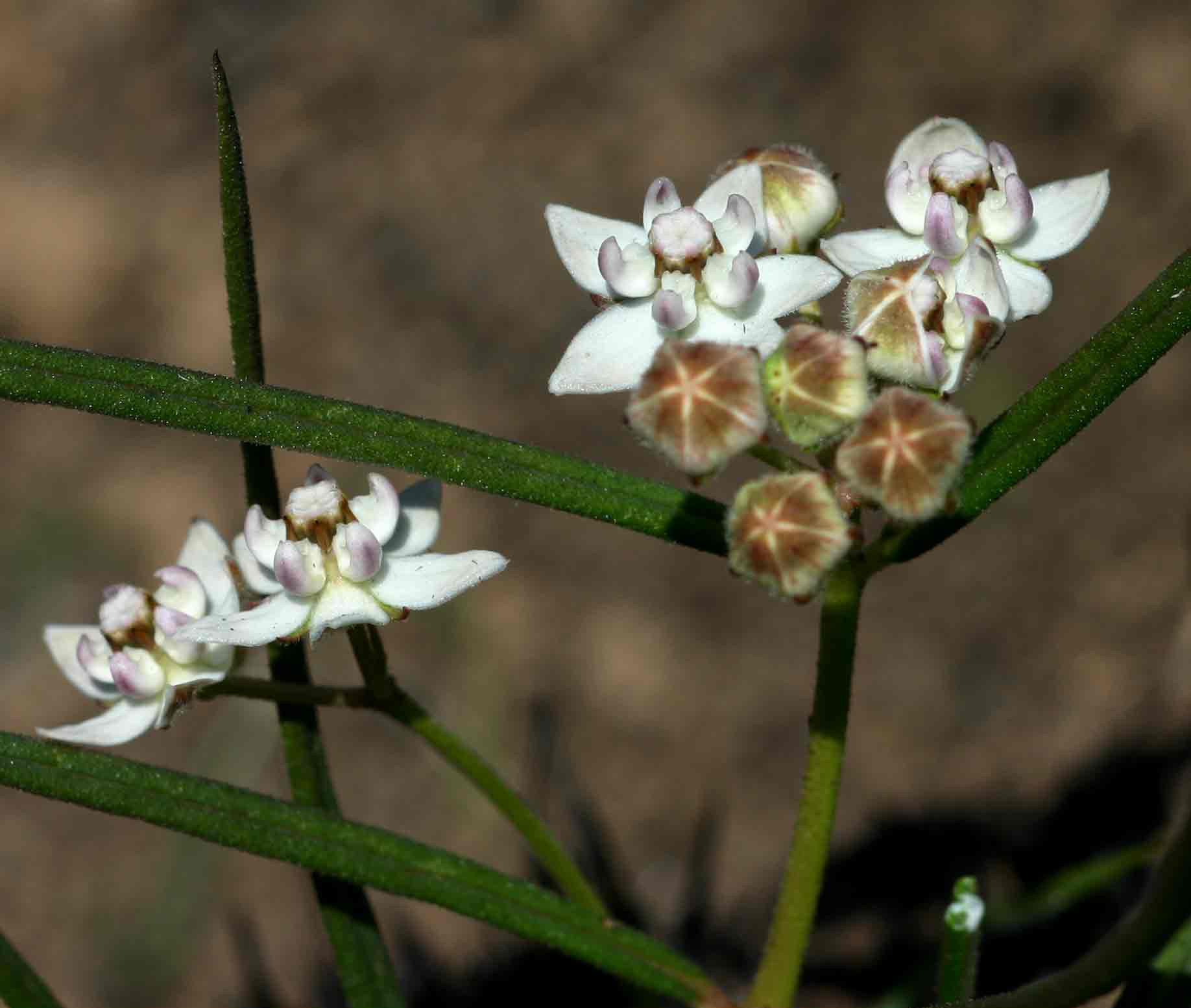 Asclepias cucullata subsp. scabrifolia