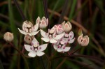 Asclepias cucullata subsp. scabrifolia