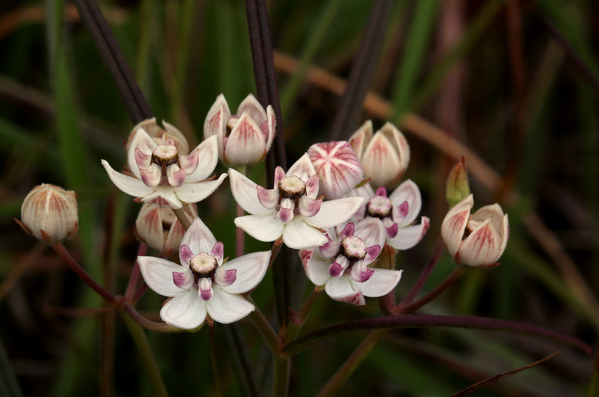 Asclepias cucullata subsp. scabrifolia