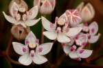 Asclepias cucullata subsp. scabrifolia