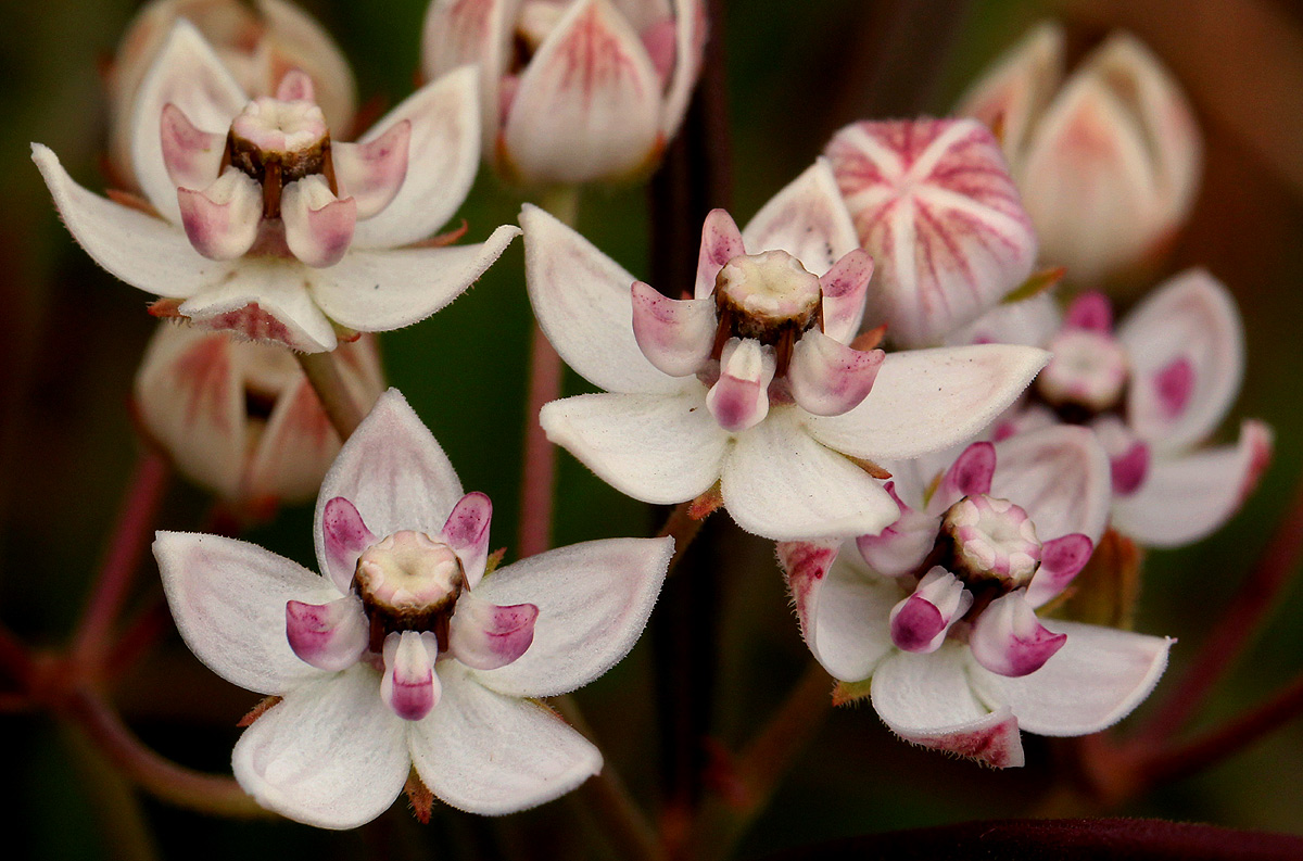 Asclepias cucullata subsp. scabrifolia