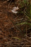 Asclepias cucullata subsp. scabrifolia