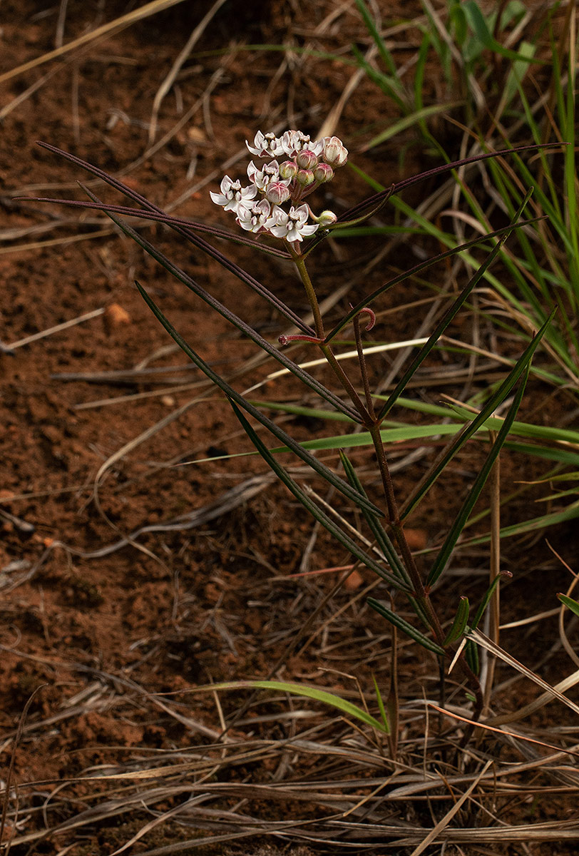 Asclepias cucullata subsp. scabrifolia