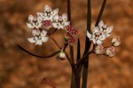 Asclepias cucullata subsp. scabrifolia
