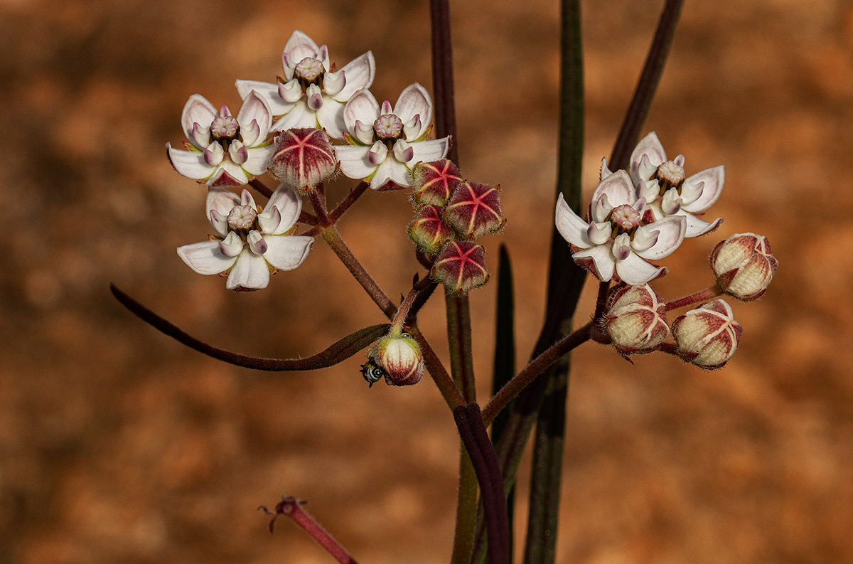 Asclepias cucullata subsp. scabrifolia