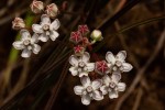 Asclepias cucullata subsp. scabrifolia