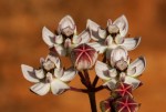 Asclepias cucullata subsp. scabrifolia