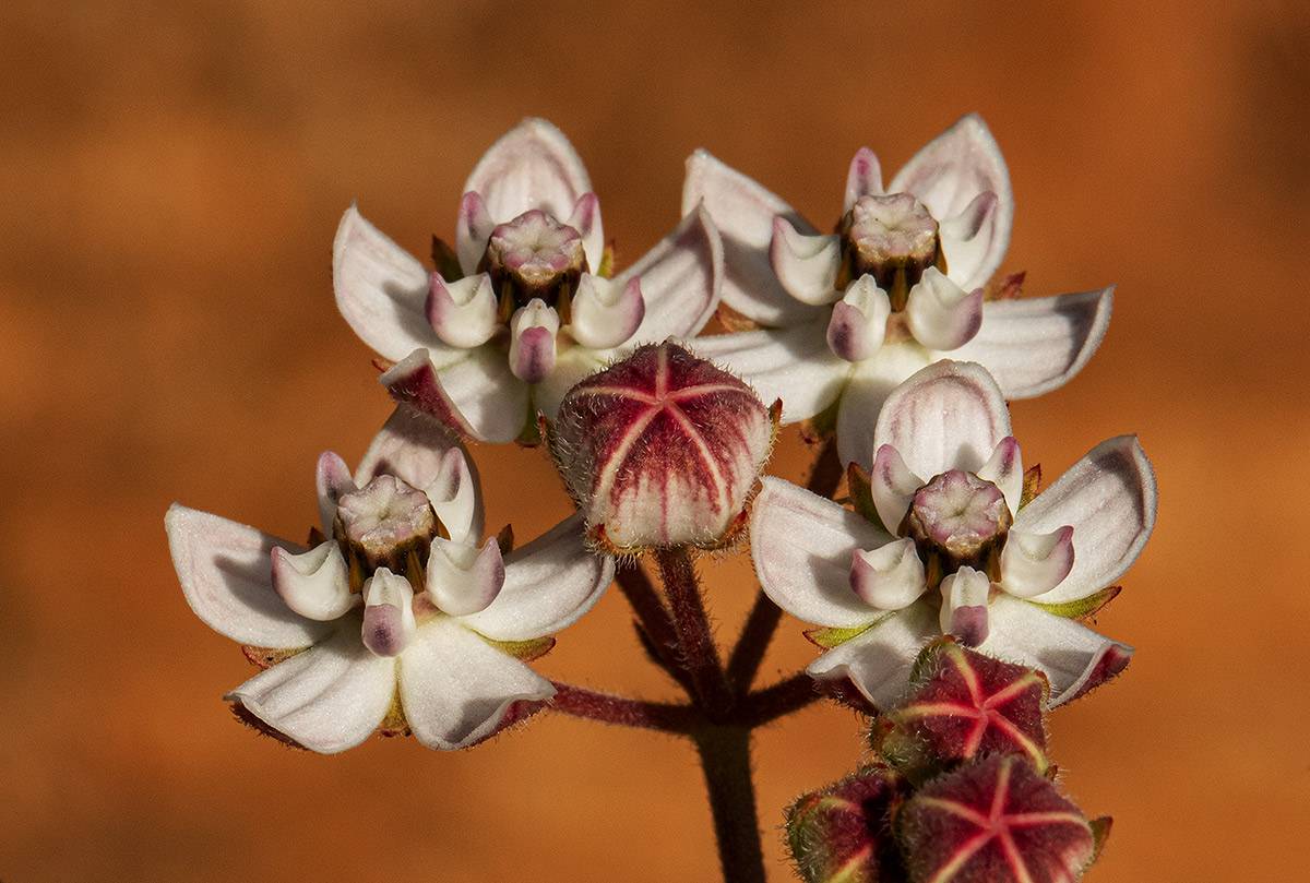 Asclepias cucullata subsp. scabrifolia