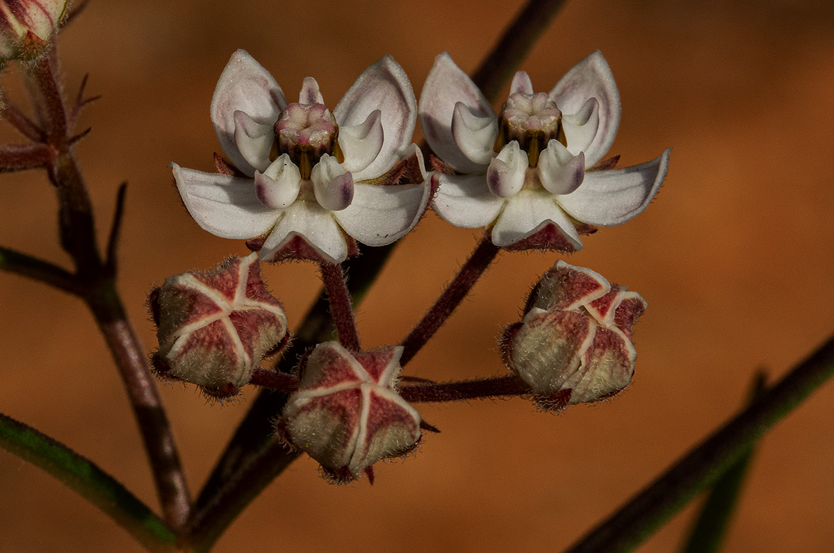 Asclepias cucullata subsp. scabrifolia