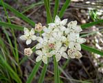 Asclepias cucullata subsp. scabrifolia