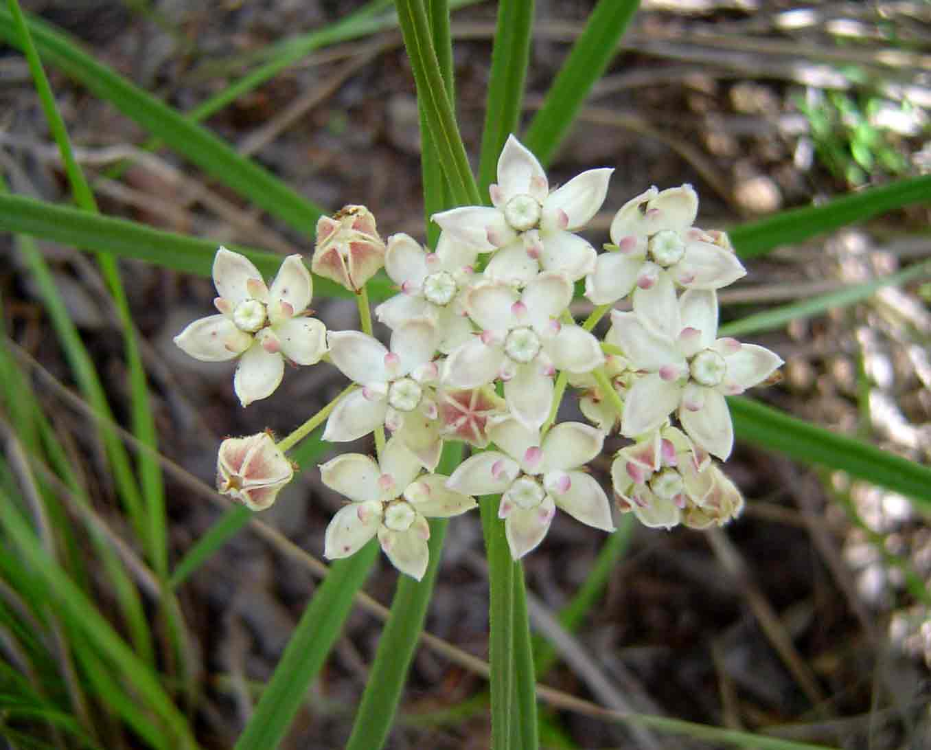 Asclepias cucullata subsp. scabrifolia