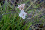 Asclepias cucullata subsp. scabrifolia