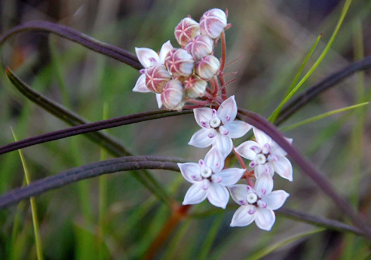 Asclepias cucullata subsp. scabrifolia