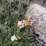 Asclepias cucullata subsp. scabrifolia